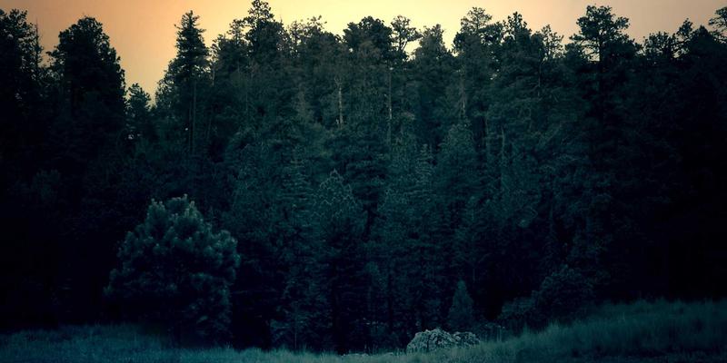 乳猪价格行情深度解析：养殖、采购与市场波动的关键因素