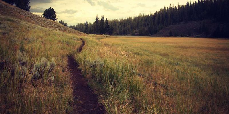 乳猪采购三大渠道全解析：线上平台、合作社与农批市场，如何选择最划算？