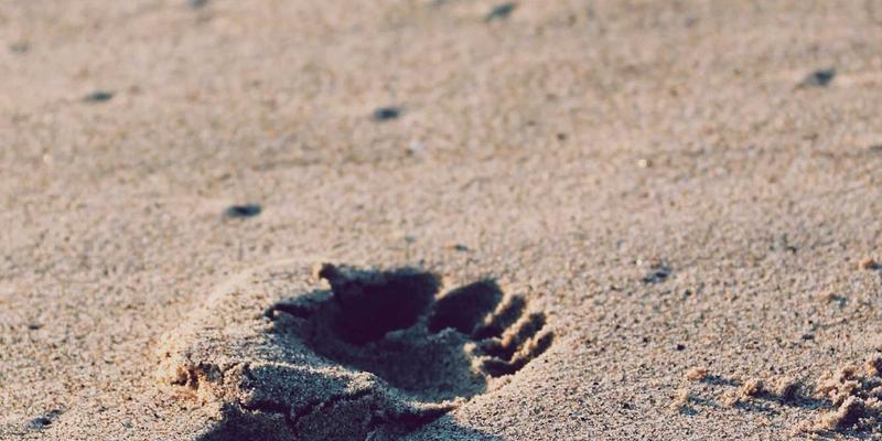 乳猪采购全攻略:从批发养殖到清真宰杀,如何兼顾品质、福利与特殊需求