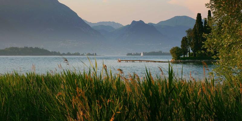 乳猪采购合同范本详解：关键条款、风险规避与法律保障