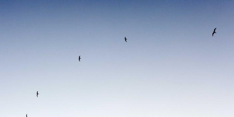 乳猪采购验收必读:微生物与兽药残留快速检测技术实战指南