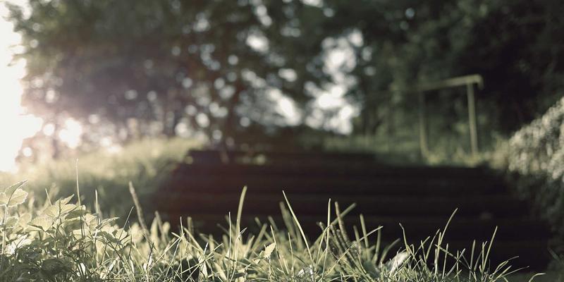 有机乳猪VS普通乳猪：营养、口感与成本全解析，采购决策不再难