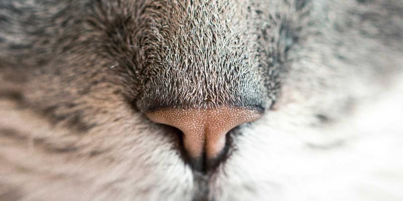 节日乳猪采购新策略:如何用预订单机制破解供应难题与价格风险